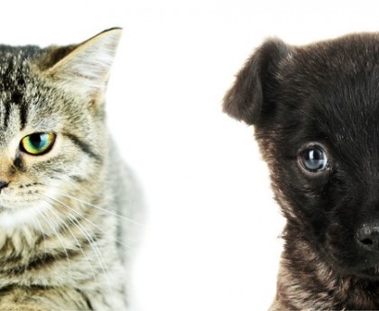 5 Reasons Cats are Better than Dogs