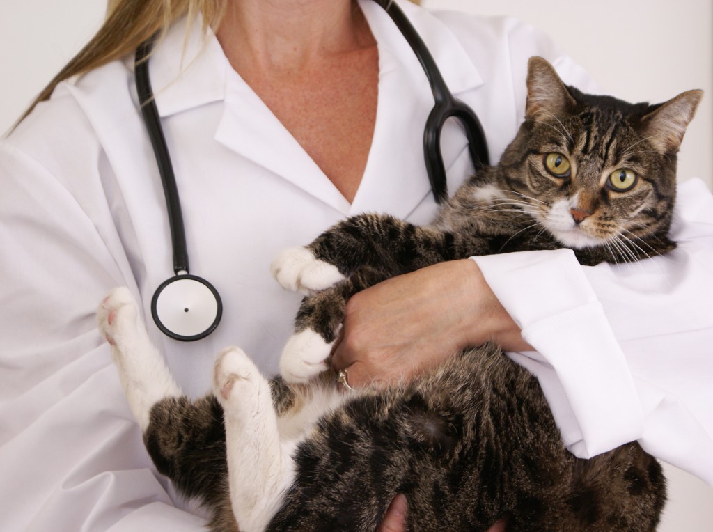 arthritis in cats