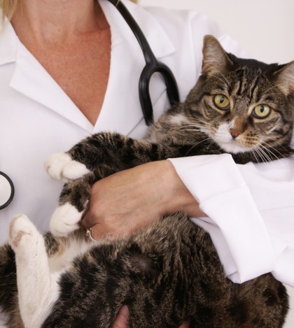 Arthritis in Cats… is he old or is there a problem?
