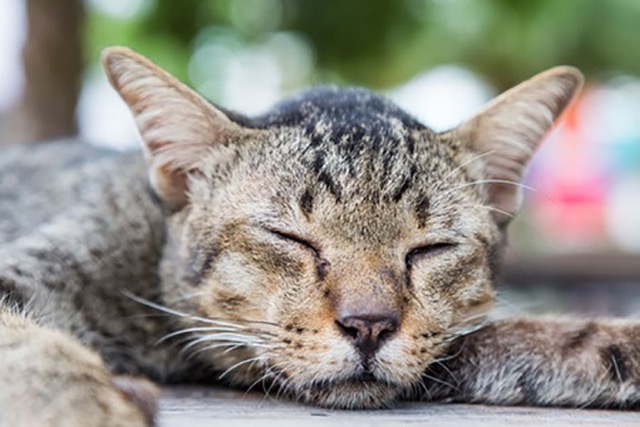 Top 7 Reasons Your Cat Is Slowing Down