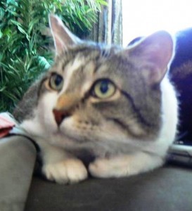 Tigee our cat with feline leukemia