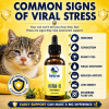Common signs of viral stress in cats including sneezing, congestion, runny eyes, nasal discharge, low energy, and recurring flare-ups.
