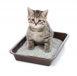 urinary tract infections in cats
