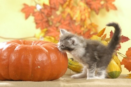 5 Tips to Keep Your Cats Happy on Halloween - Two Crazy Cat Ladies