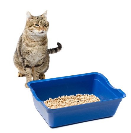 5 Reasons Why Your Cat Is Peeing Outside The Litter Box