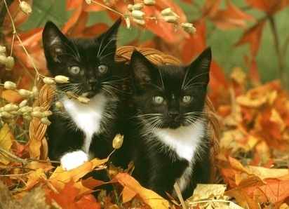 Autumn Cattitude – Cats Love Fall