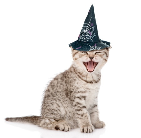 5 Tips to Keep Your Cats Happy on Halloween