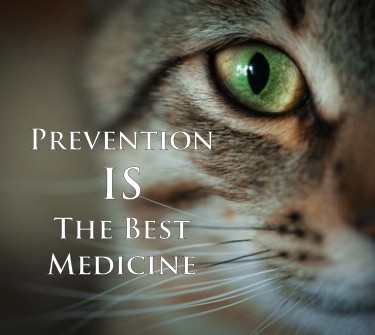 Why Prevention Is The Best Medicine For Cats
