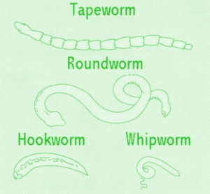 cat-worms