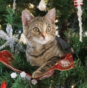 Keeping Your Cat Safe At Christmastime