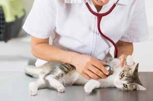 feline-lower-urinary-tract-disease