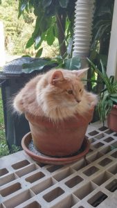 cat in flowerpot