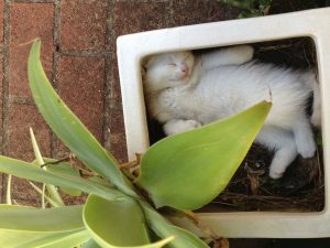cat sleeping in flowerpot