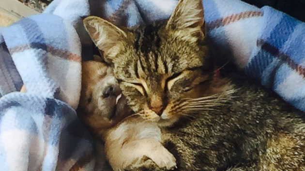 Adorable-Puppy-Adopted-By-Mother-Cat-&-Kittens