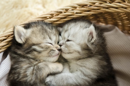 Adorable Kittens FIV