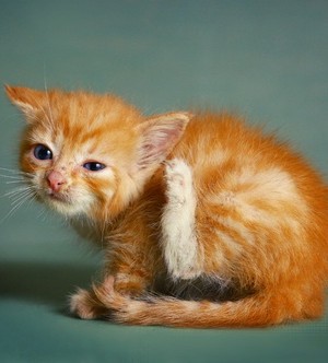 Mites — Blogs, Pictures, and more on WordPress