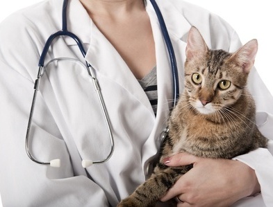 Cats, Cancer & Antioxidants