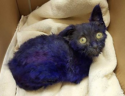 Smurf: The Kitten Who Was Dyed Purple & Used As A Chew Toy