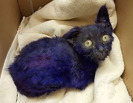 The Tale of Smurf the Cat, Who Was Dyed Purple and Now Recovering From  Apparent Abuse - ABC News