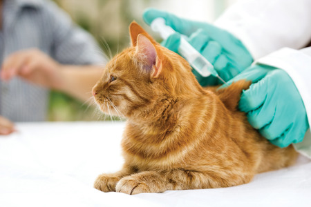 Beware: Metacam Causes Renal Failure in Cats