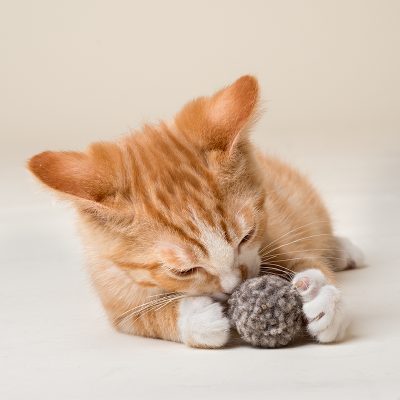 Purrfectplay cat toys Wool Bunny
