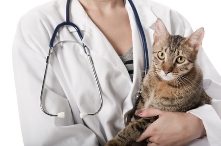 The Top 5 Diseases in Cats