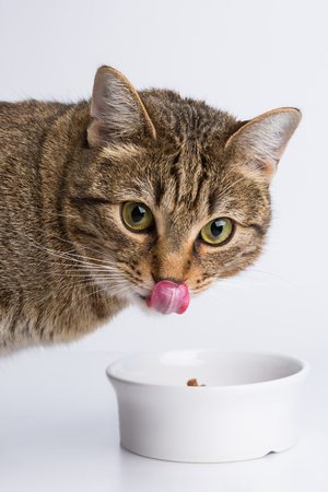 3 Diet Tips for Cat Health