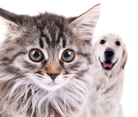 How to Introduce a Dog to a Cat Home