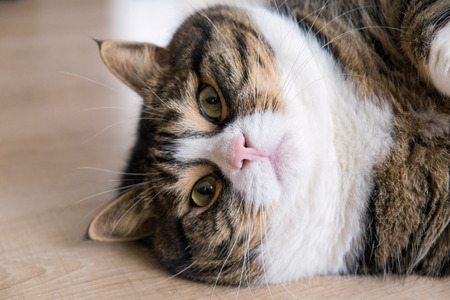 Diabetic cats are normally overweight and fed dry food diets