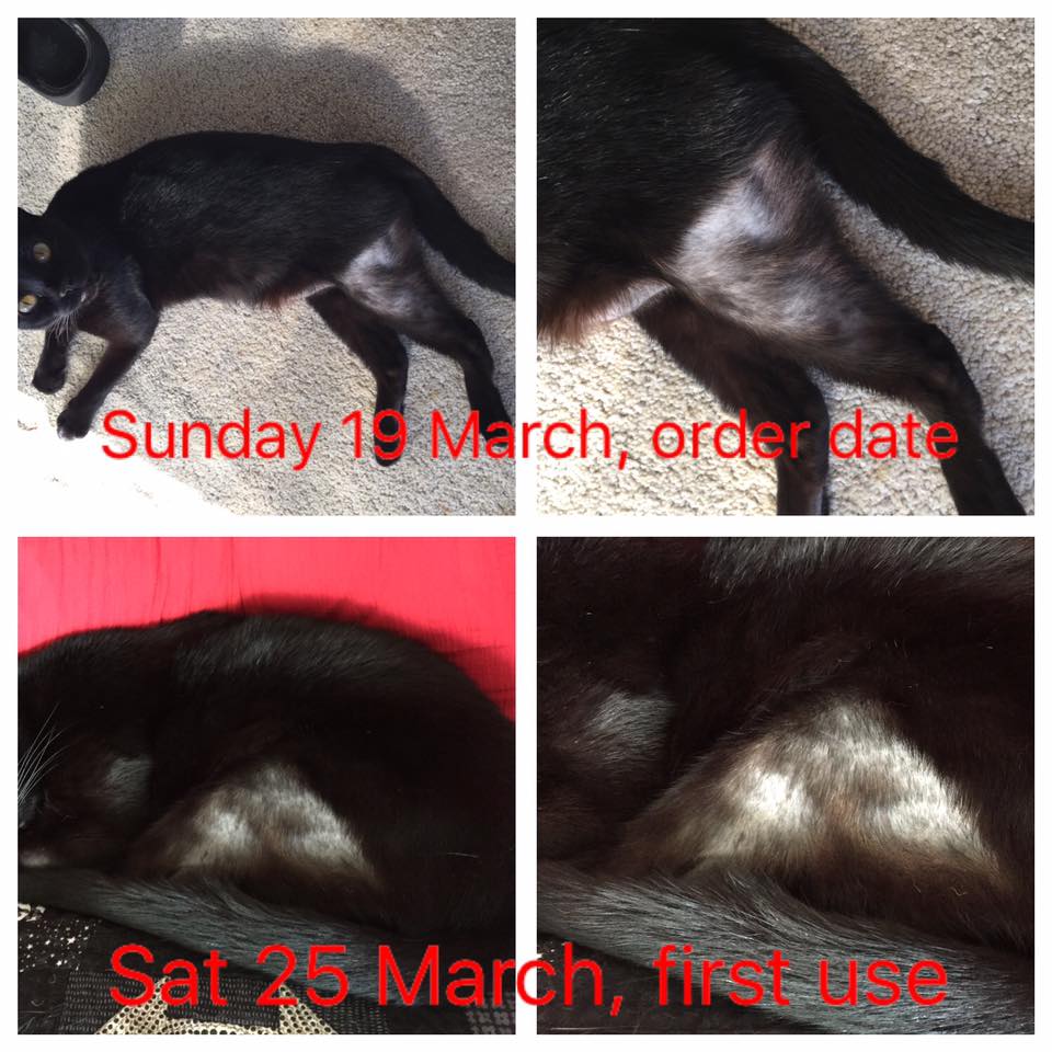 Russian Black Cat With Feline Hyperesthesia (FHS) Before and After Two Crazy Cat Ladies' CATalyst product