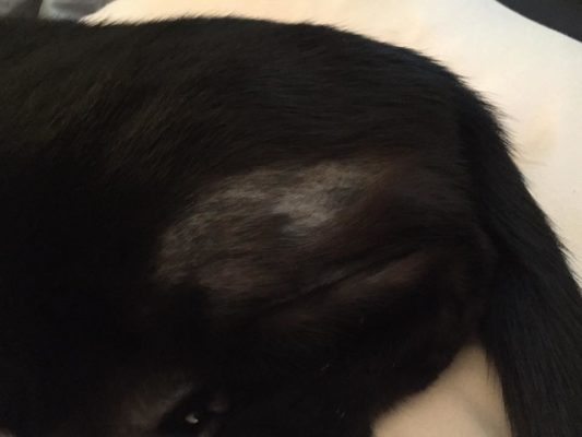 Milly - Russian Black Cat With Feline Hyperesthesia: 4 Weeks After Getting CATalyst