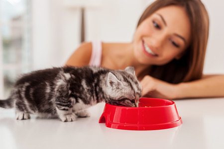How to feed cats fresh food in two easy steps