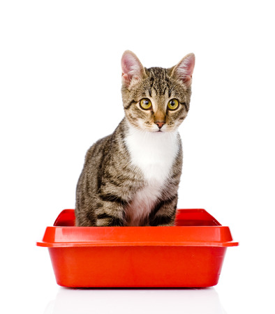 Finding the right cat litter for your kitty