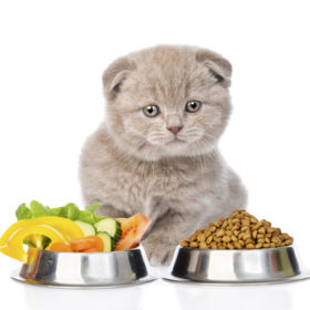 Dry food vs. Fresh food for cats