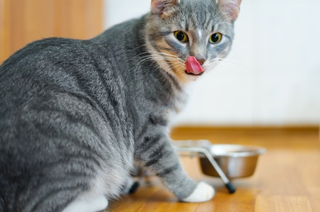 How to make a healthy cat food recipe at home