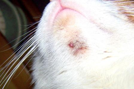 Here's how to help a cat with chin acne