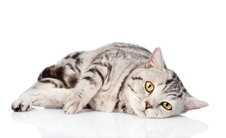 Is your cat at risk of hyperthyroidism?