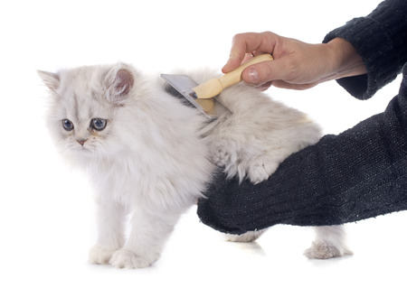 Brushing your cat on a regular basis offers many benefits