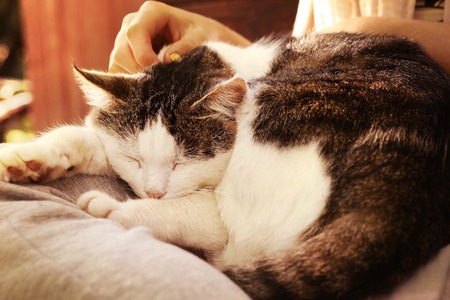 Here are 4 tips on caring for older cats