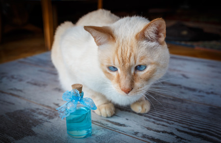 Are essential oils for cats safe?