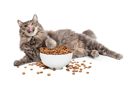 What should we feed overweight cats?