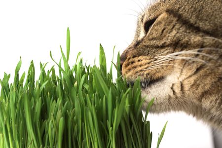 Kill the free radicals in cats by providing antioxidants