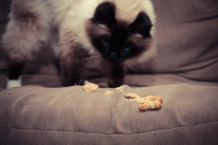 Cats who cough up hairballs excessively should switch diets