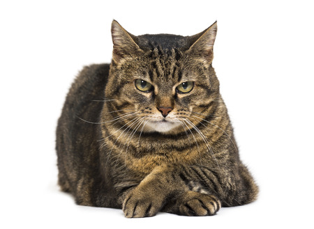 Does your cat need anxiety medication?