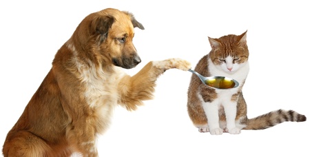 Are All Dog Products Safe For Cats?