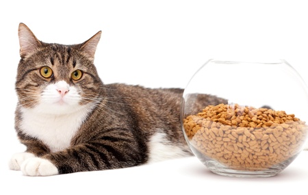What To Do If Your Cat Won't Eat Anything New