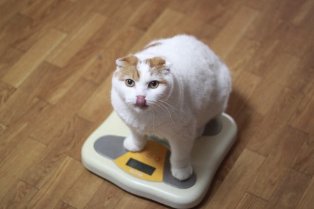 What Should I Feed A Cat With Diabetes?