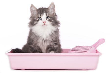 How many litter boxes do you need in a household?