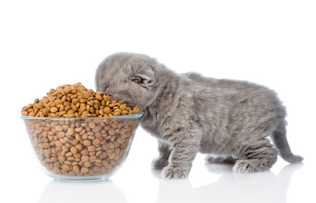 Is Kibble Good For The Teeth Of Our Kitties?