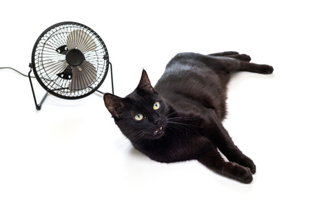 Cats Feel Heat Just Like Humans